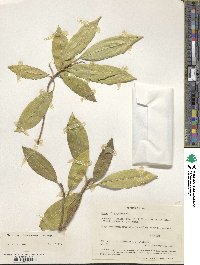 Ficus insipida image