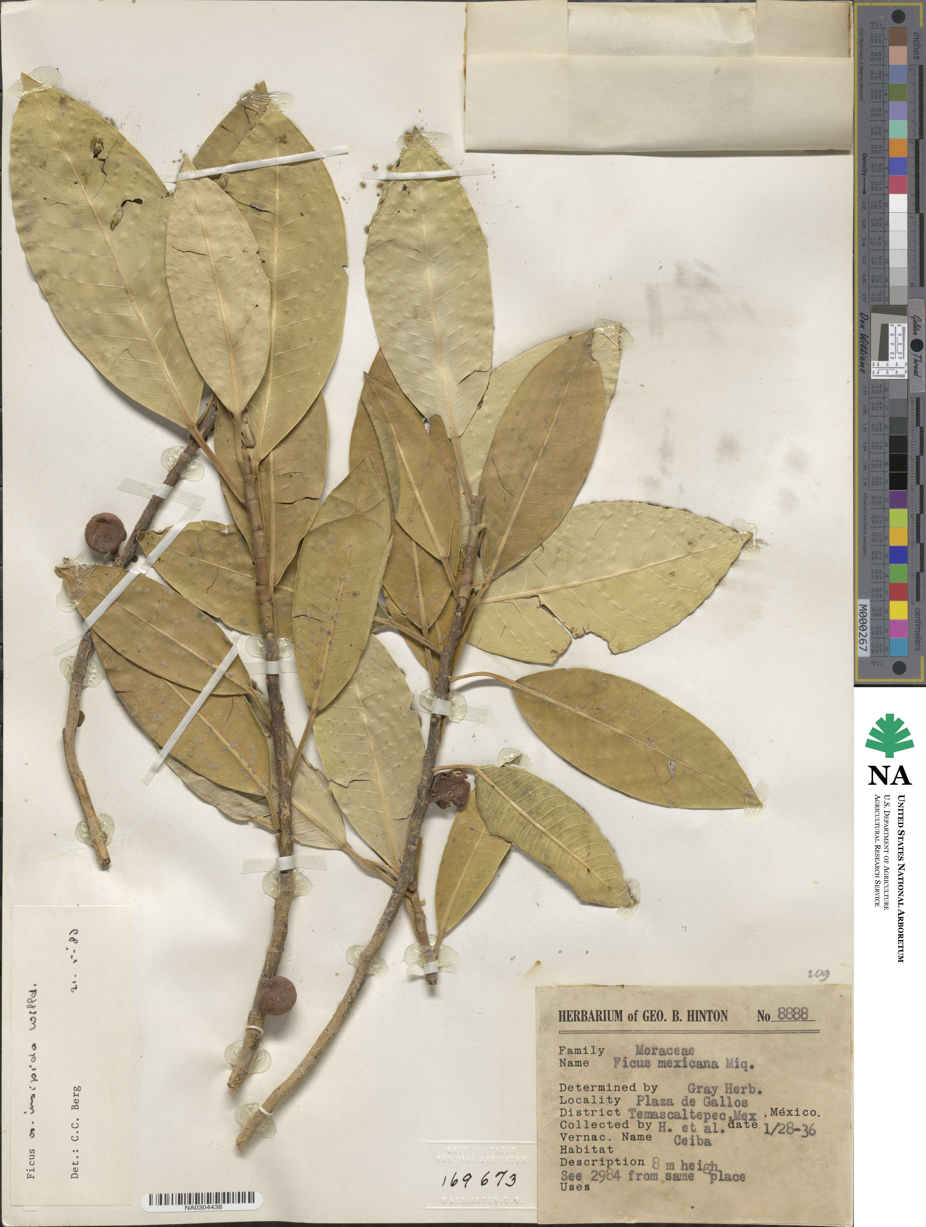 Ficus insipida image