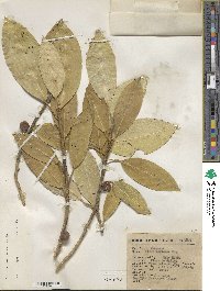 Ficus insipida image