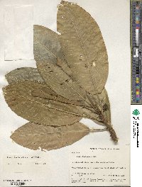 Ficus insipida image