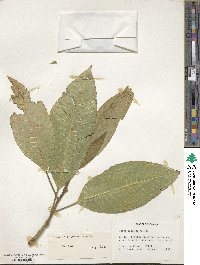 Ficus insipida image