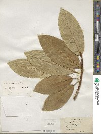 Ficus insipida image