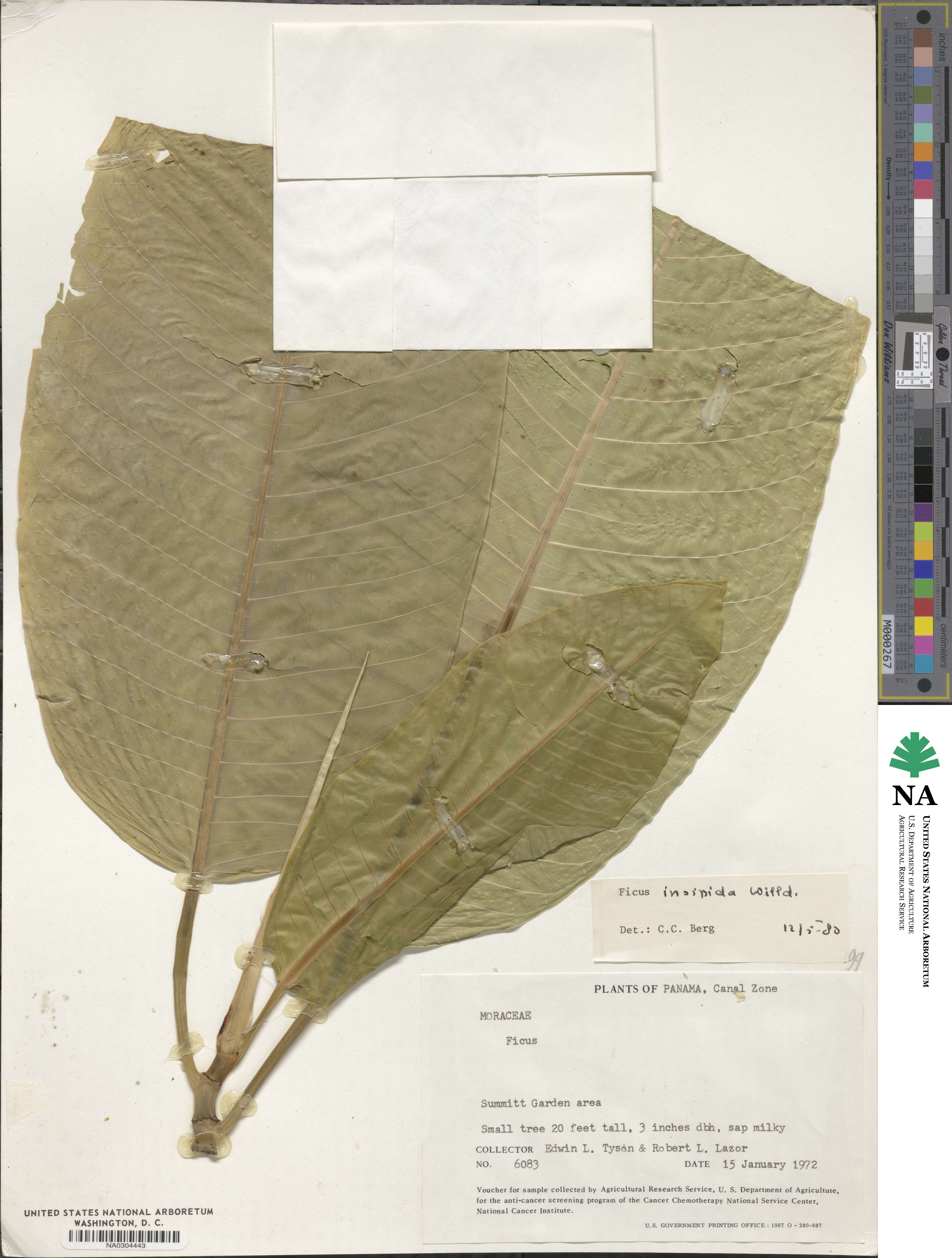 Ficus insipida image