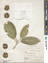 Ficus insipida image