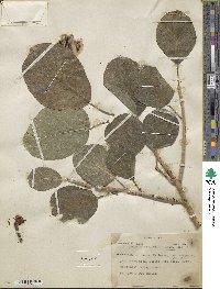 Ficus lapathifolia image