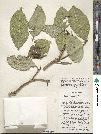 Ficus maxima image