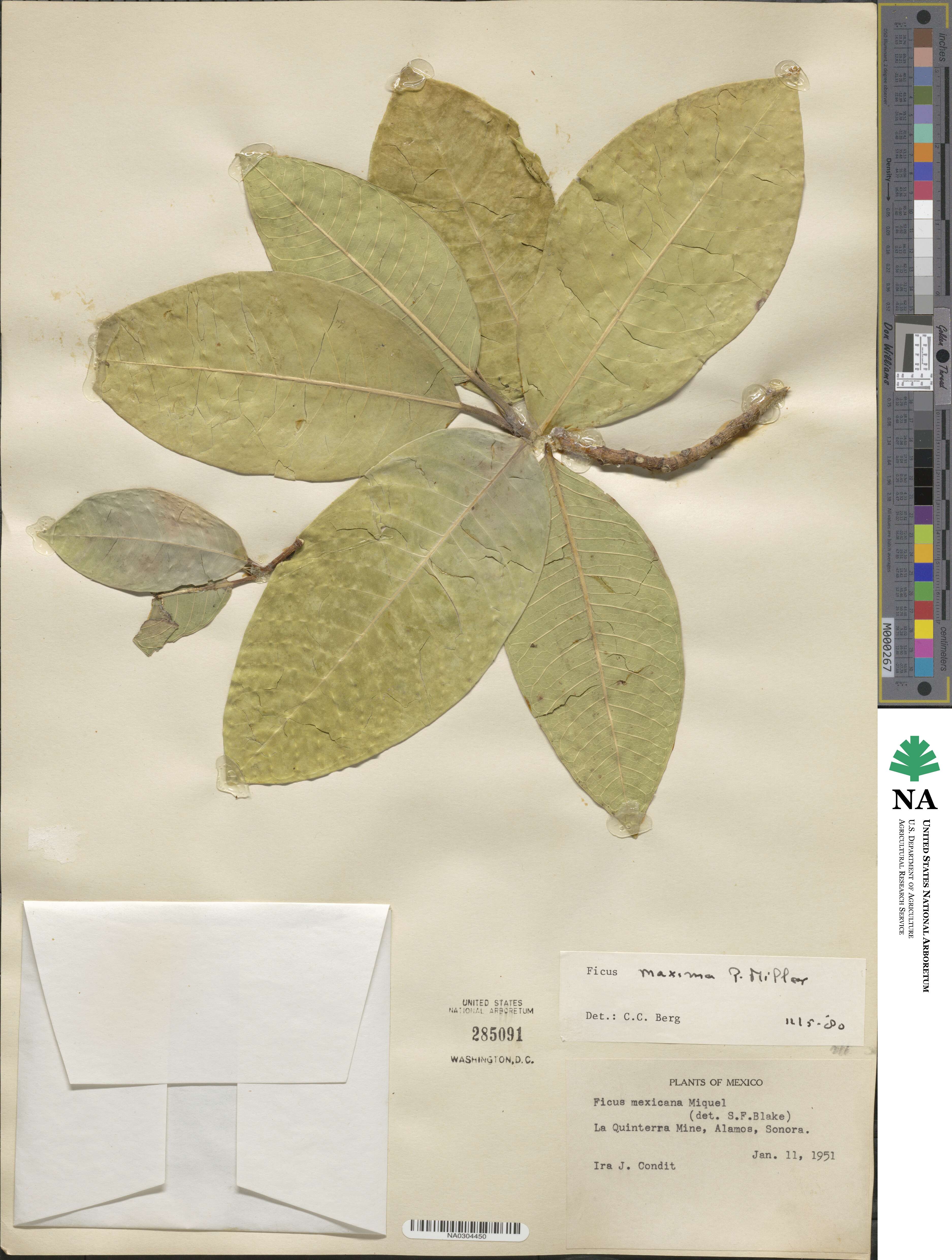 Ficus maxima image