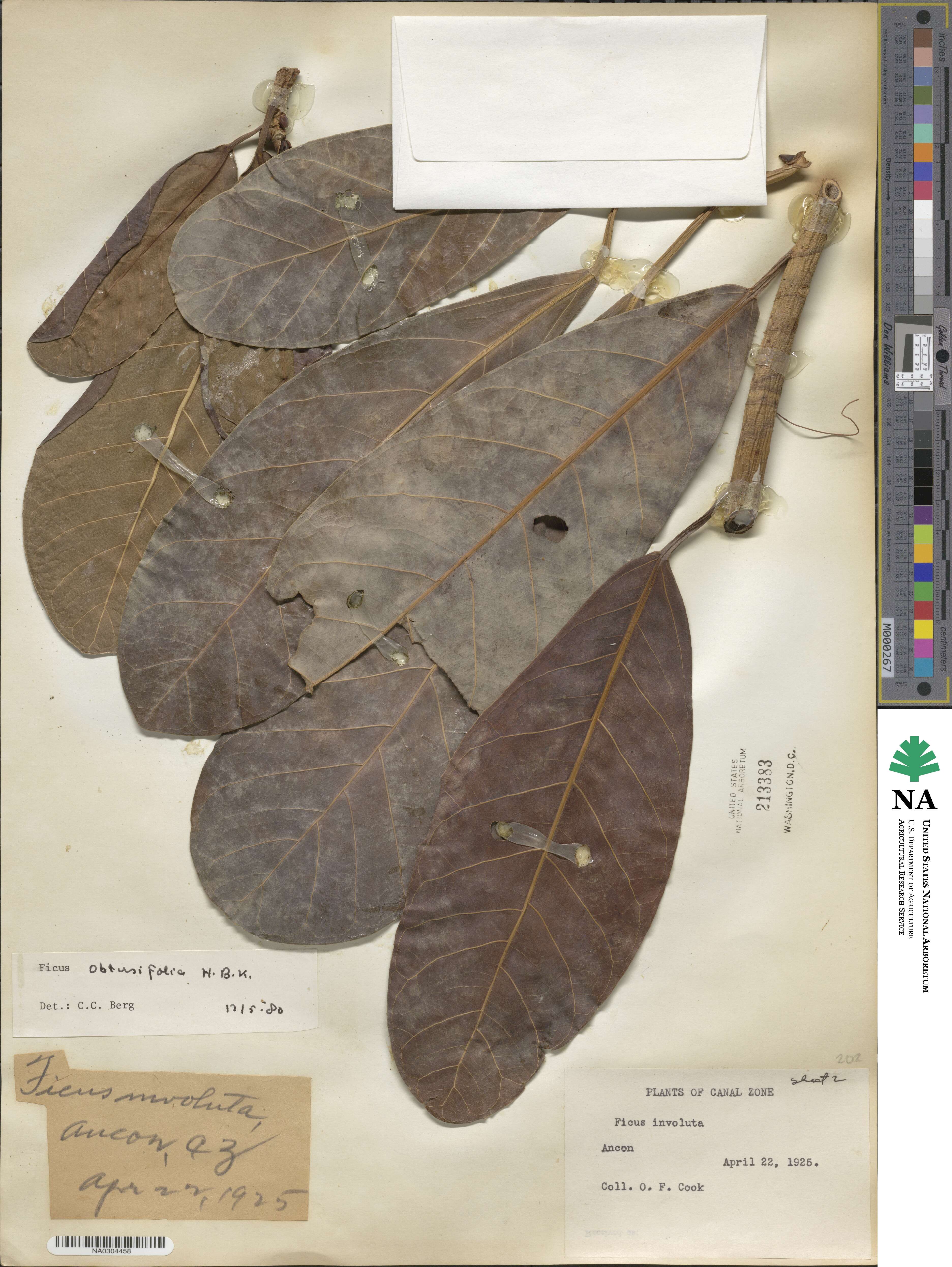 Ficus obtusifolia image