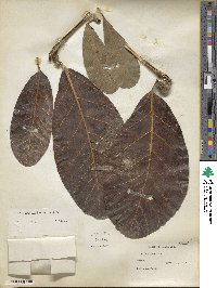 Ficus obtusifolia image