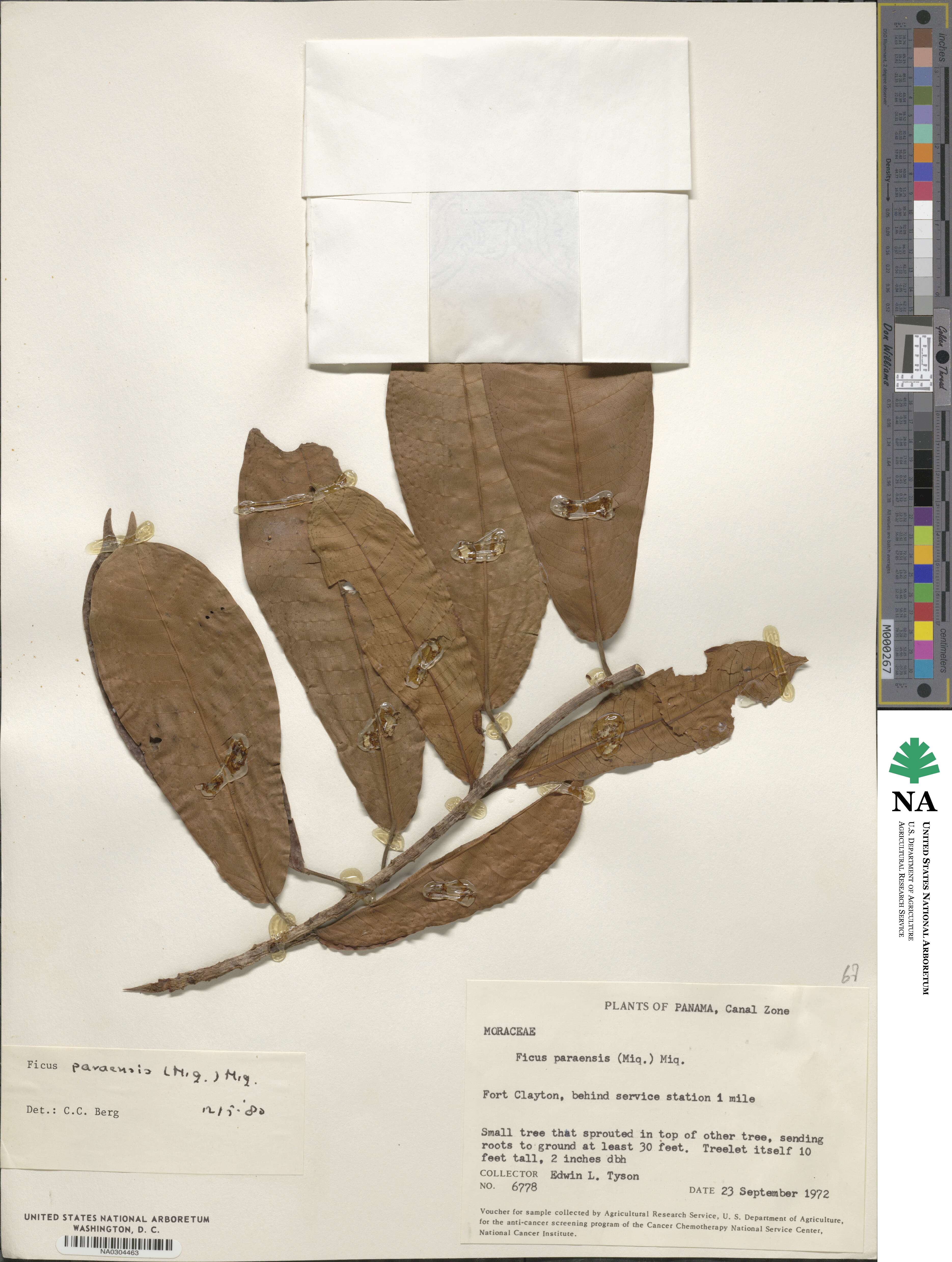 Ficus paraensis image