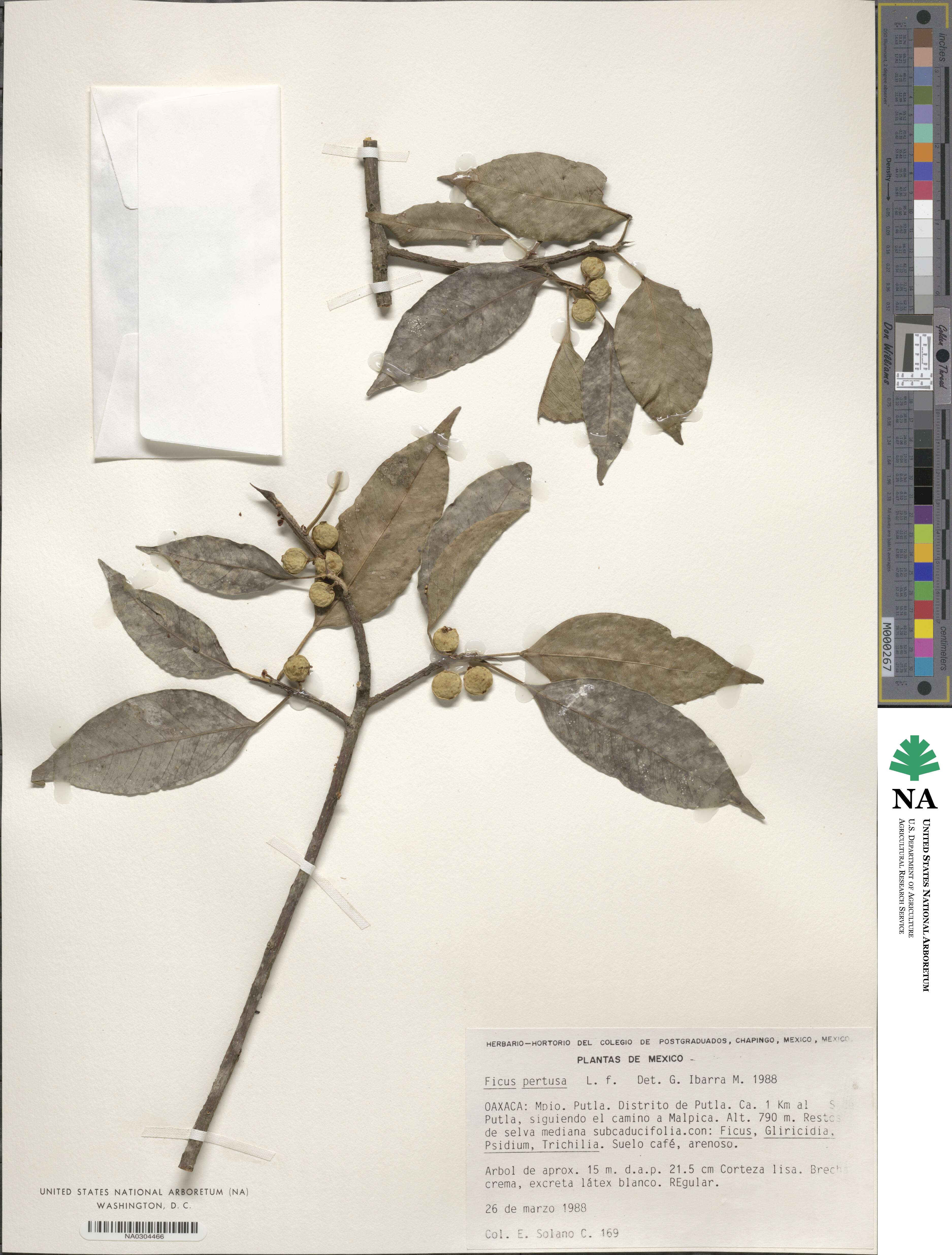 Ficus pertusa image