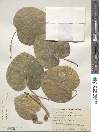 Ficus petiolaris image