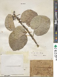 Ficus petiolaris image