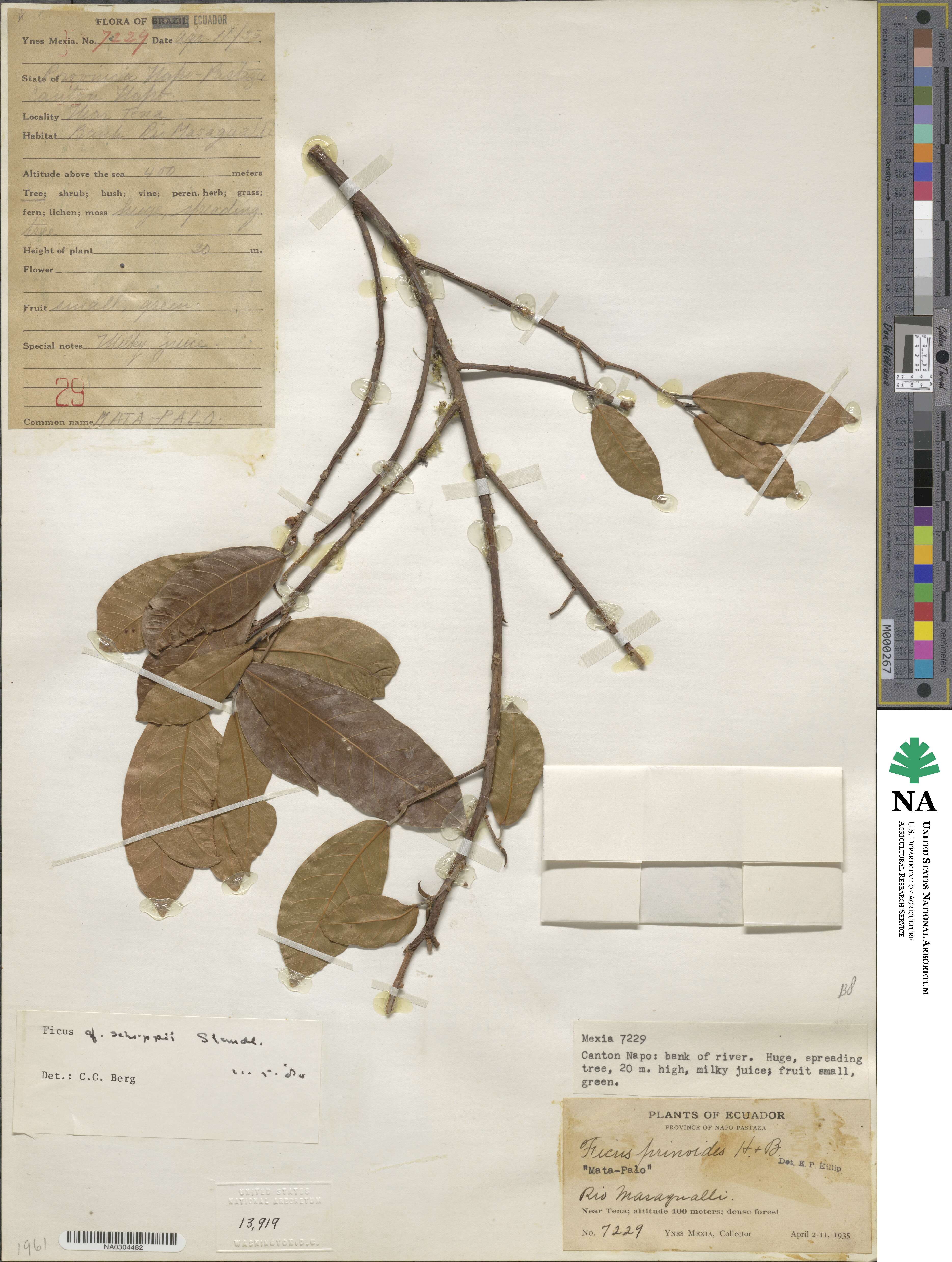 Ficus schippii image