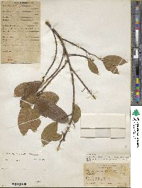 Ficus schippii image