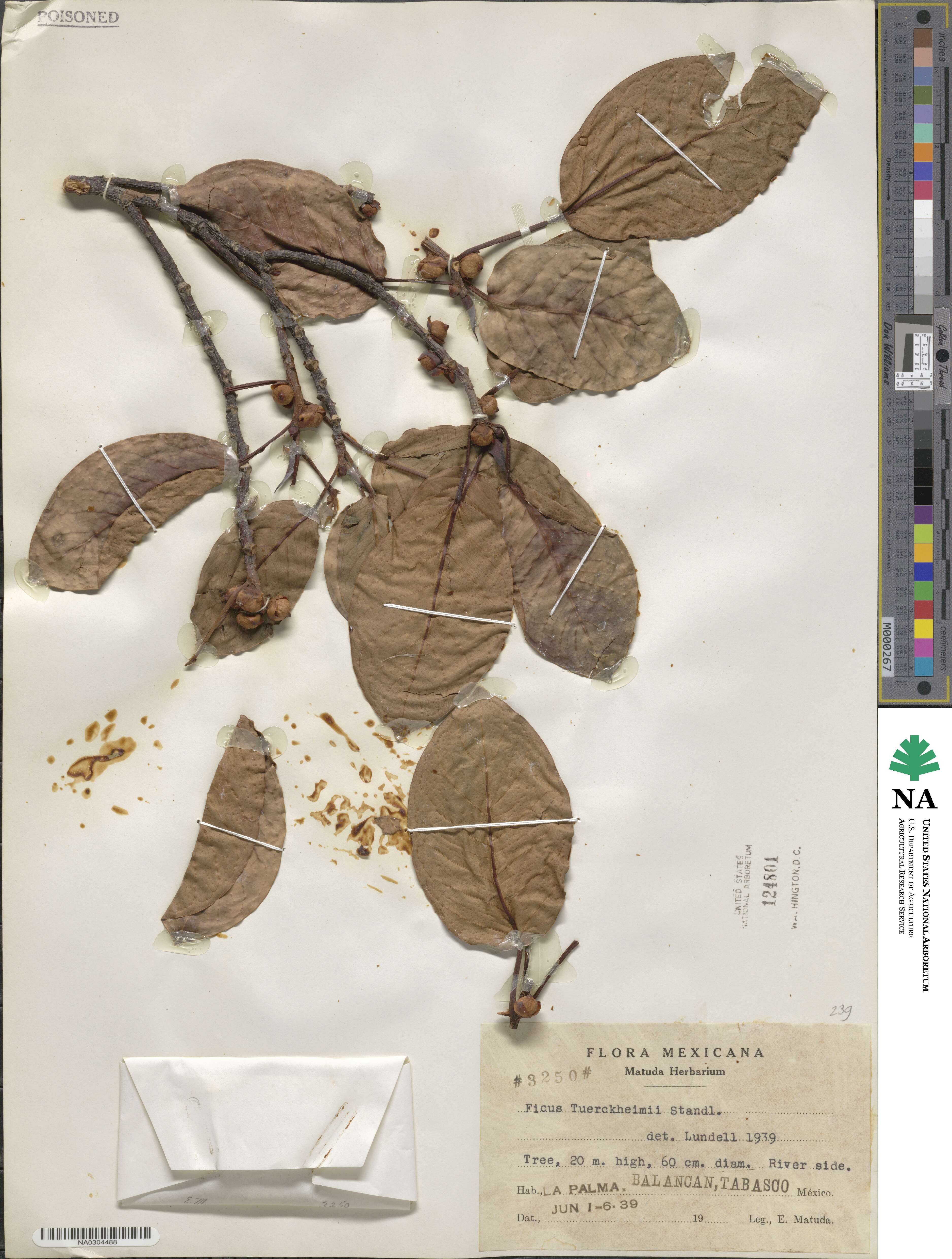 Ficus aurea image