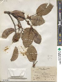 Ficus aurea image