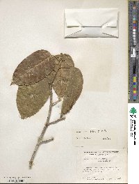 Ficus citrifolia image