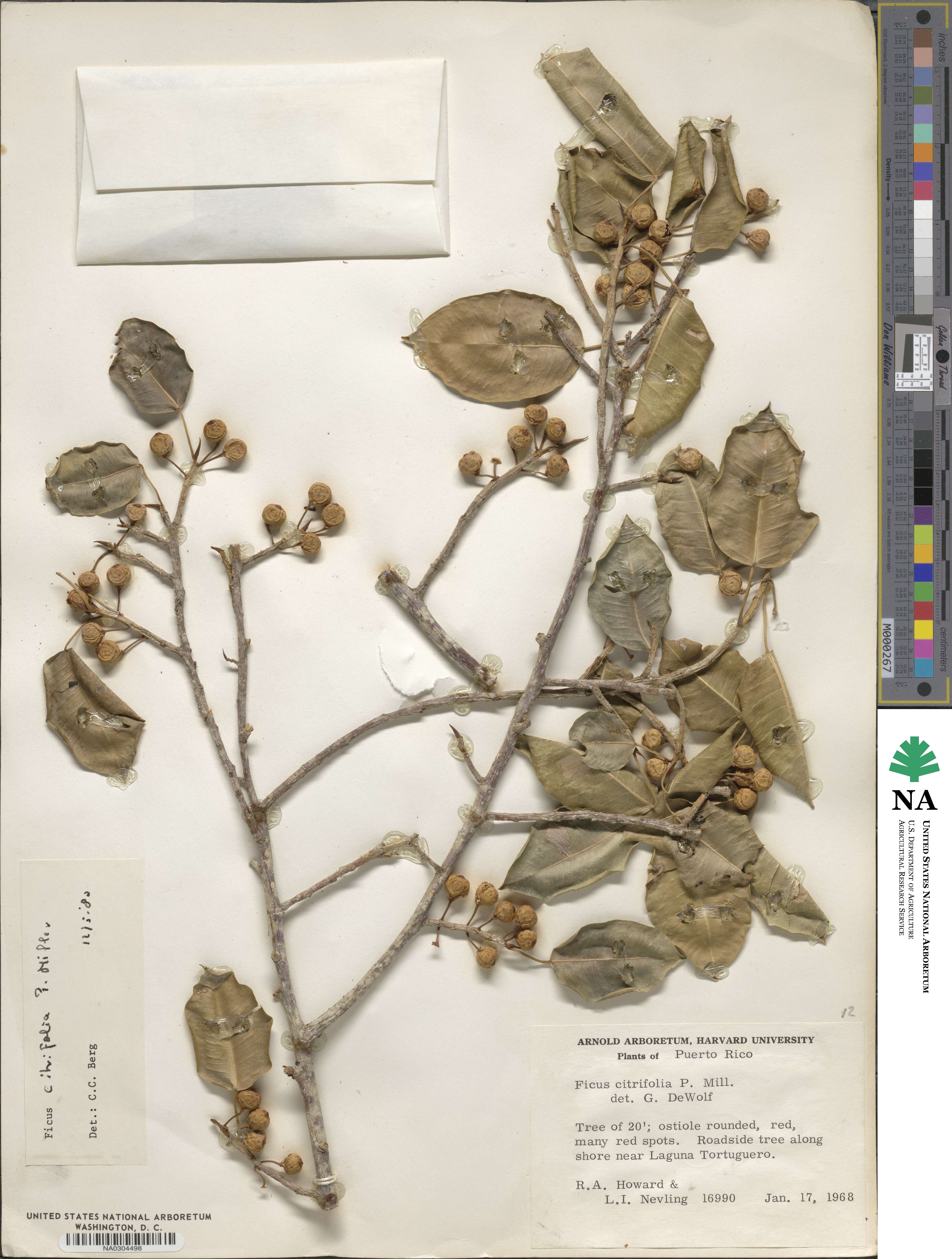 Ficus citrifolia image