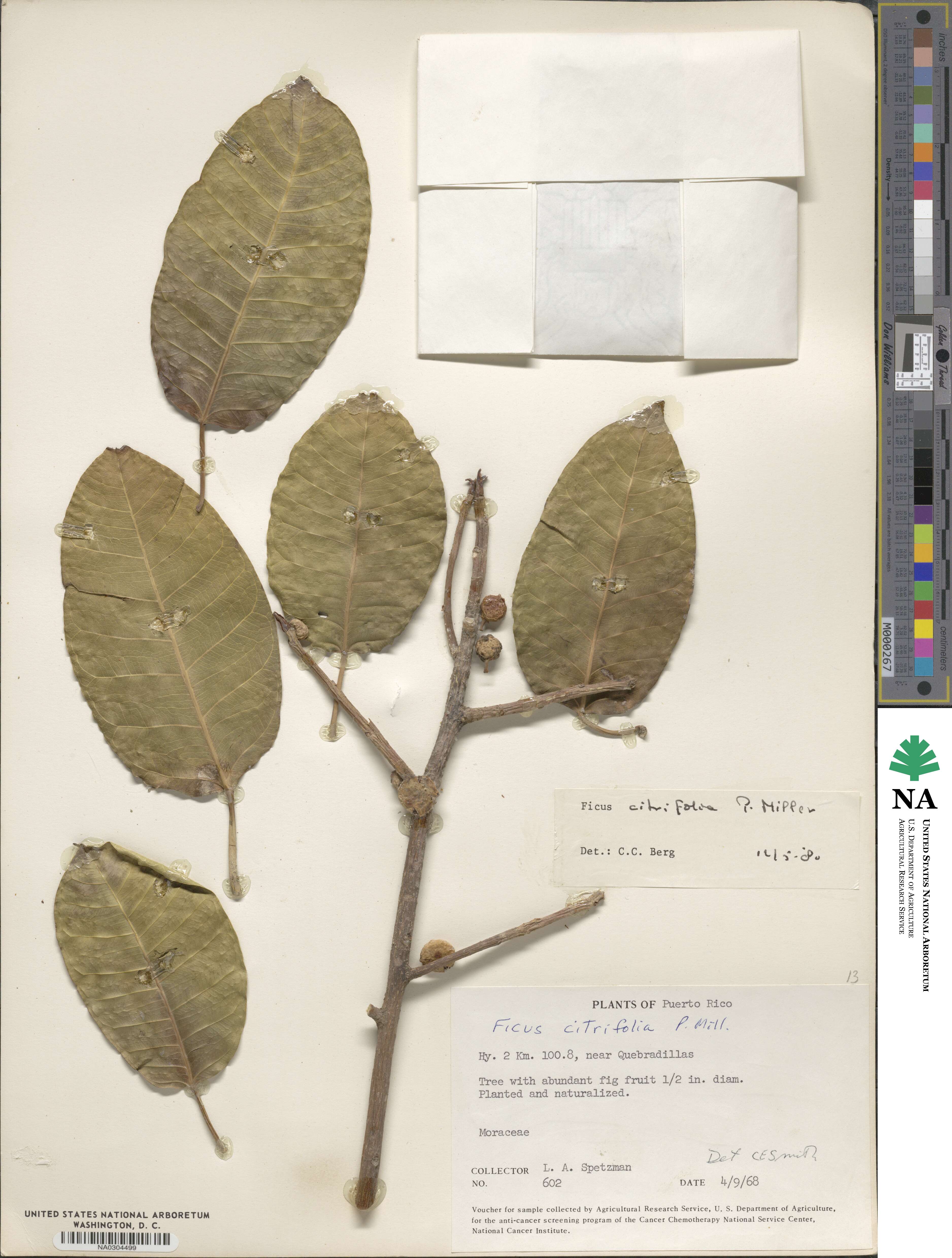 Ficus citrifolia image