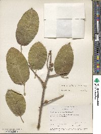 Ficus citrifolia image