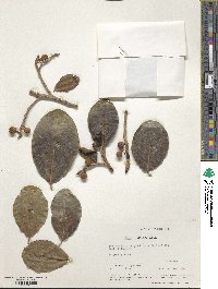 Ficus crassinervia image