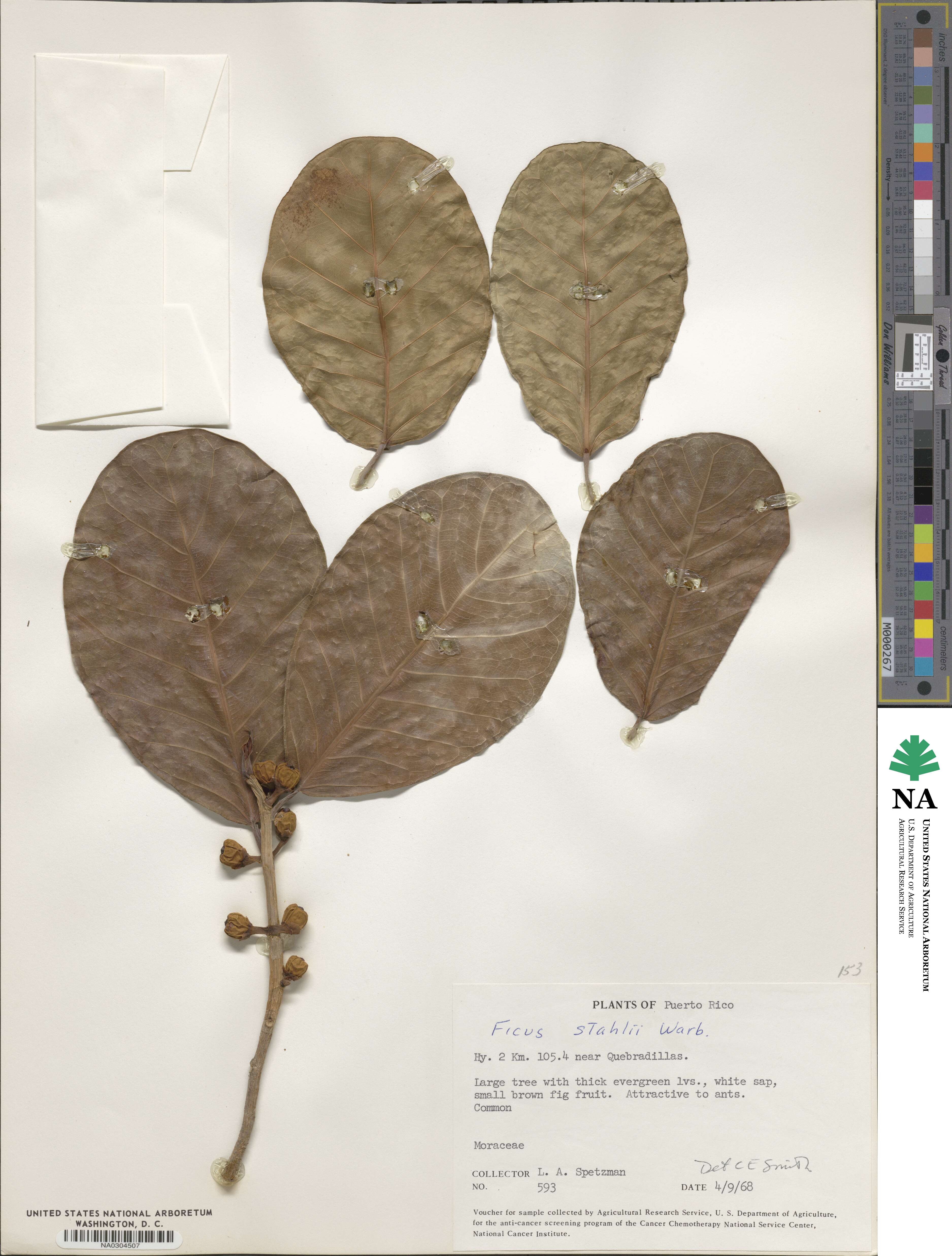 Ficus crassinervia image