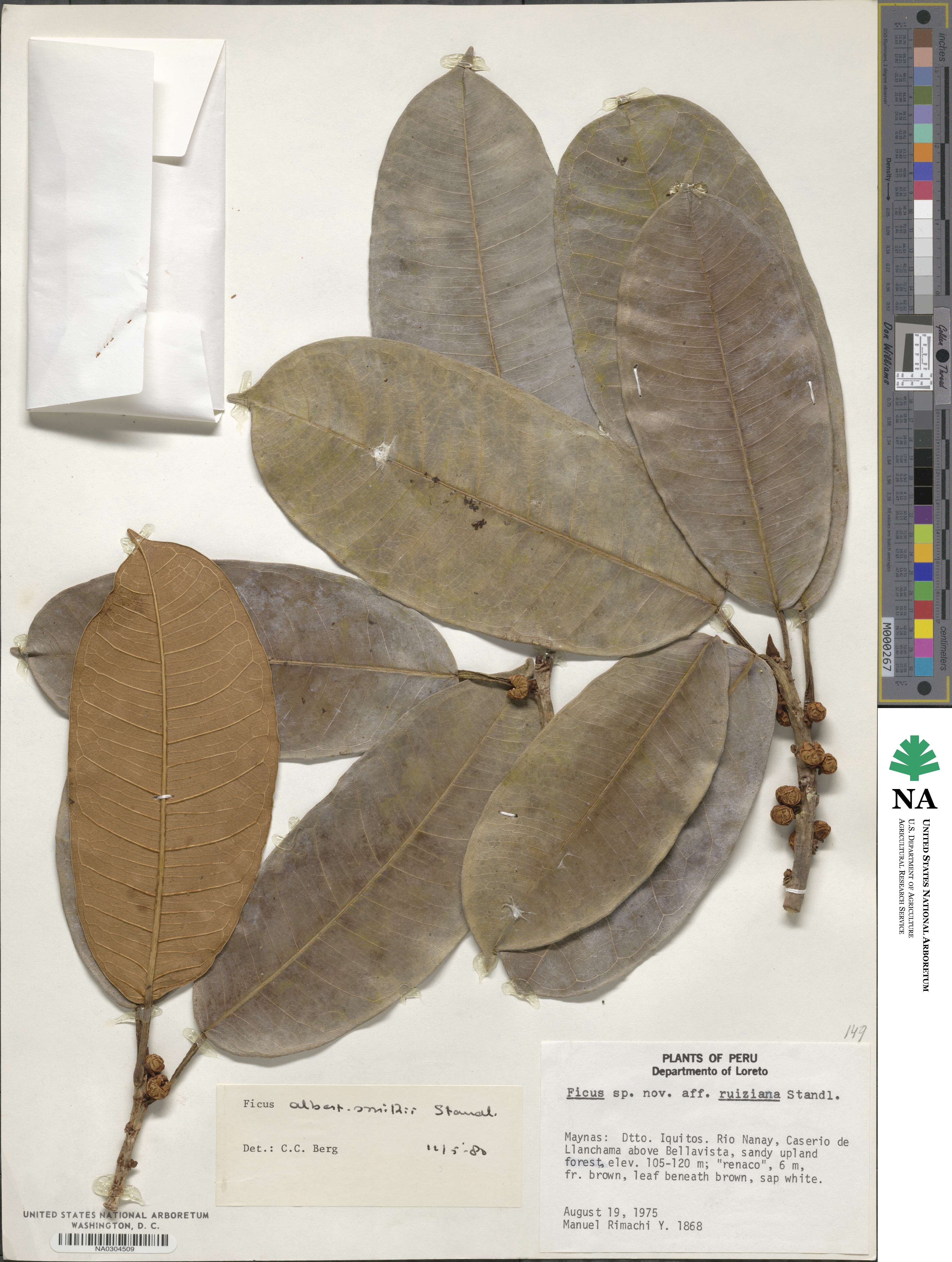 Ficus albert-smithii image