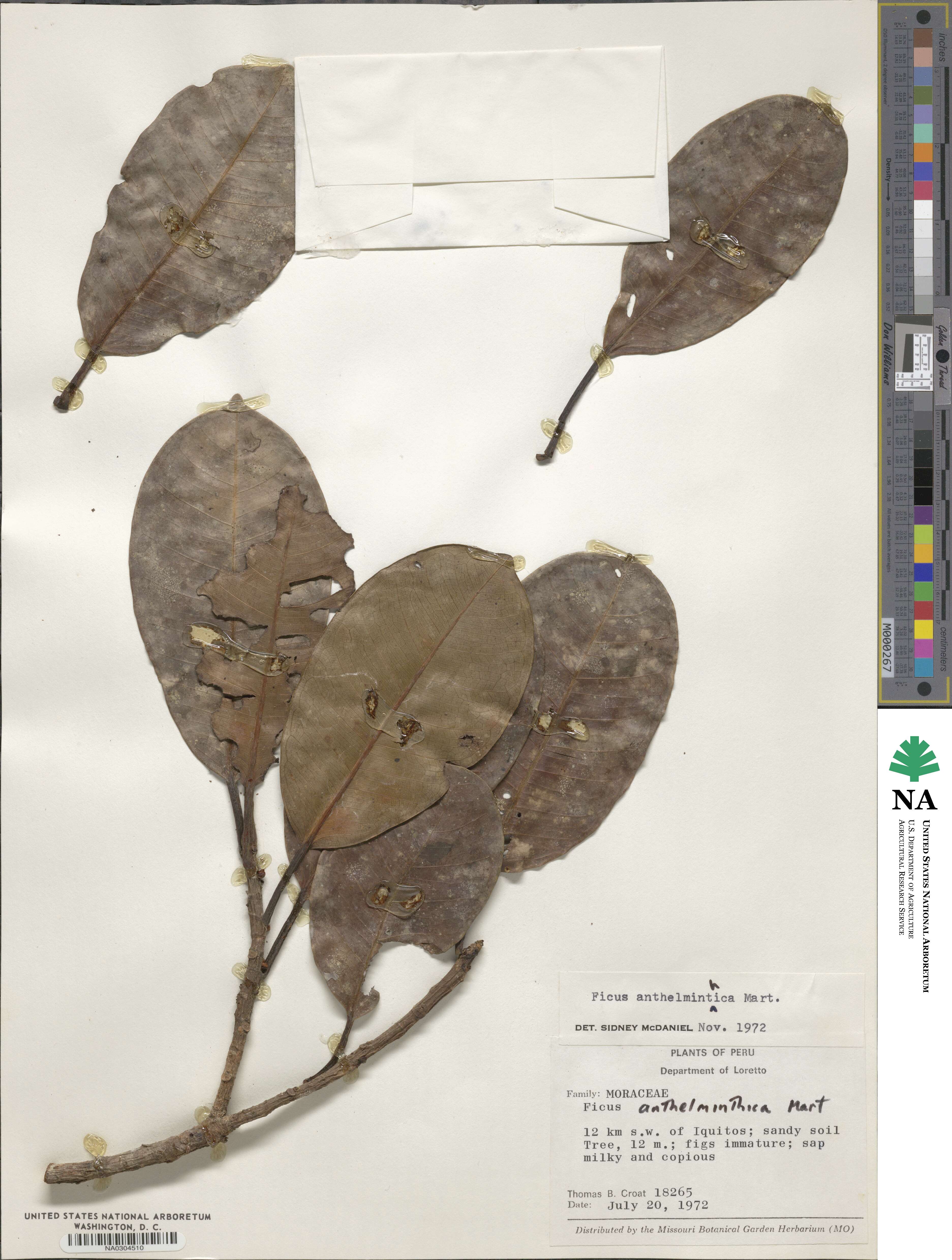 Ficus anthelmintica image