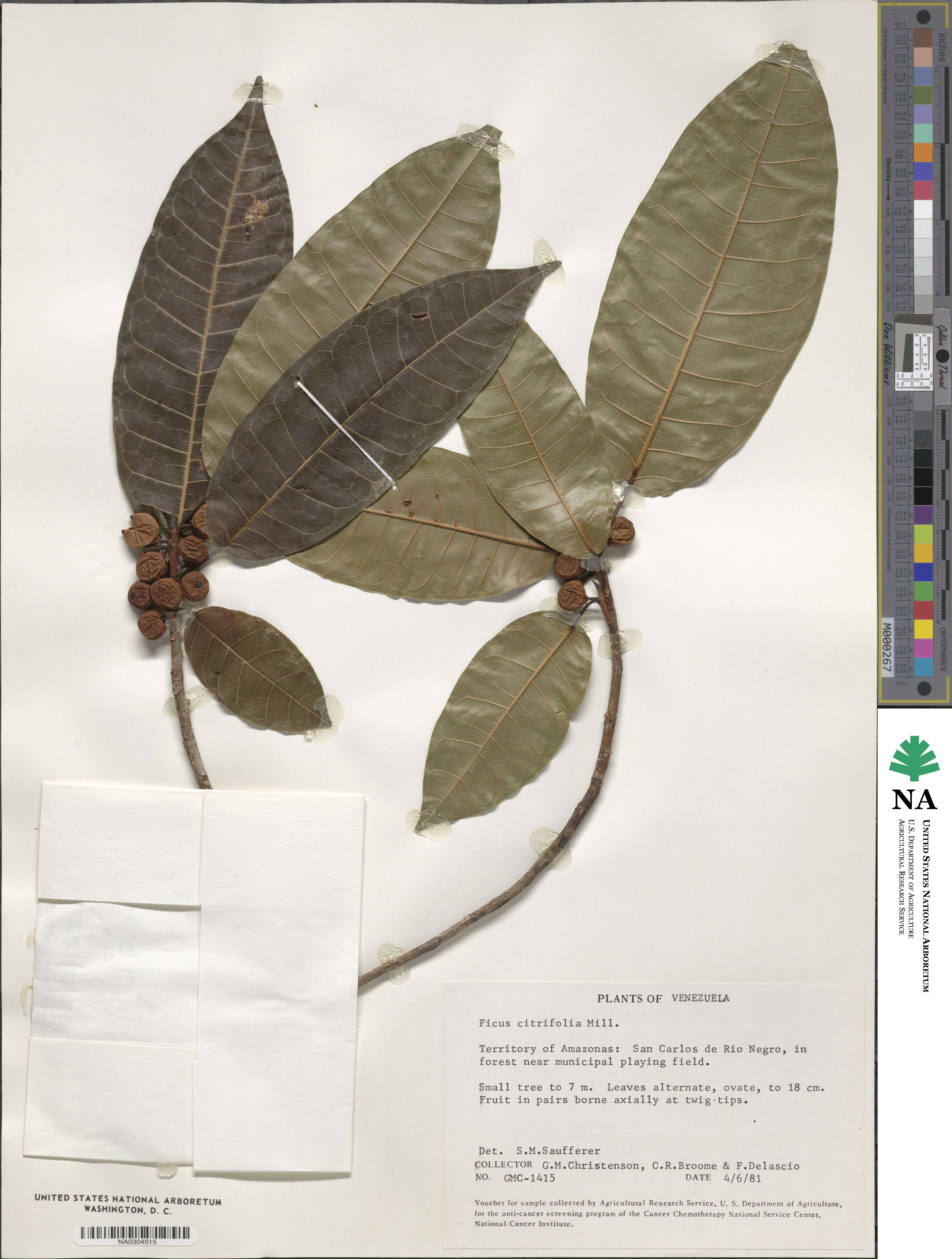 Ficus citrifolia image