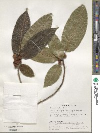 Ficus citrifolia image