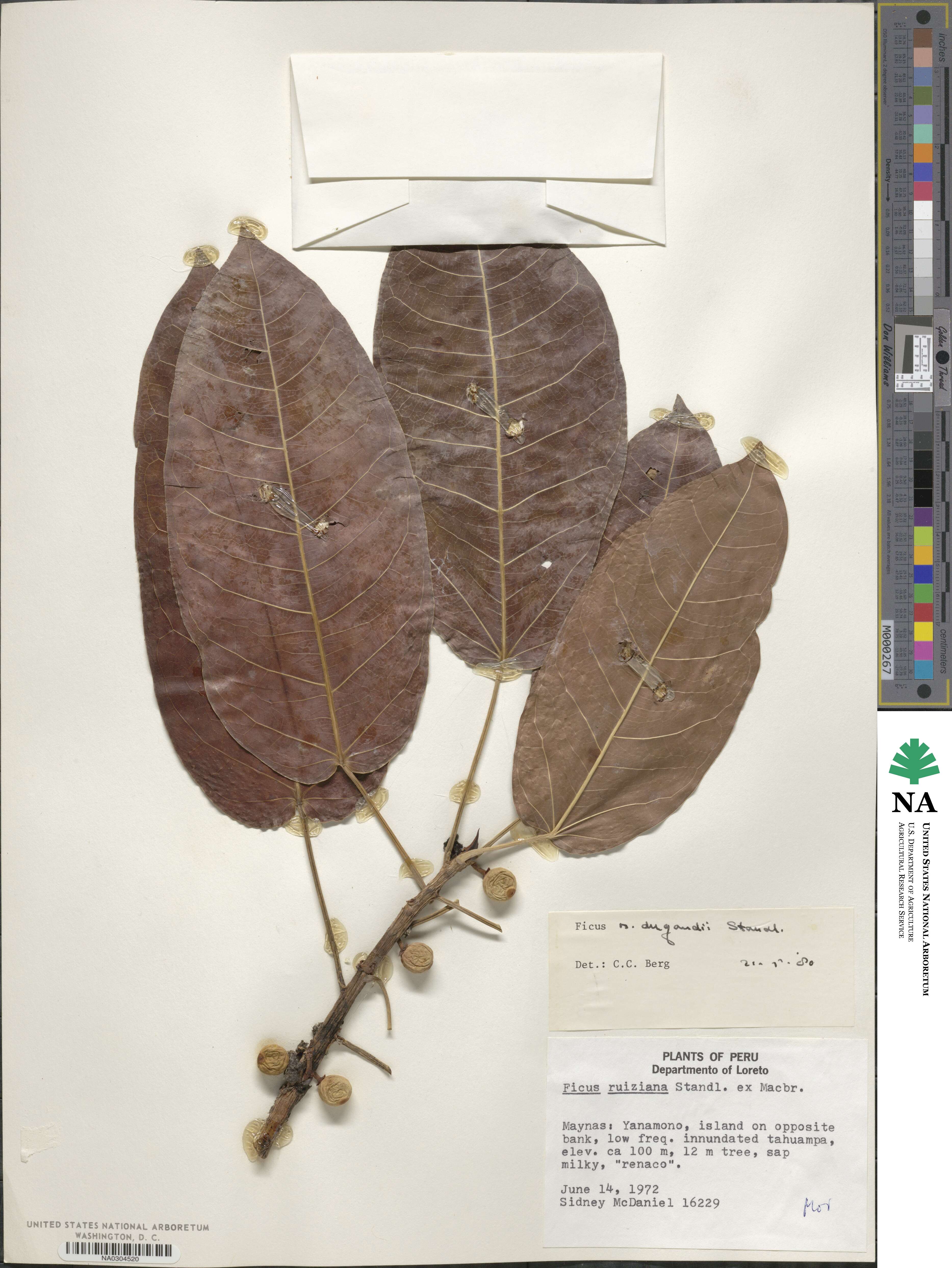 Ficus citrifolia image