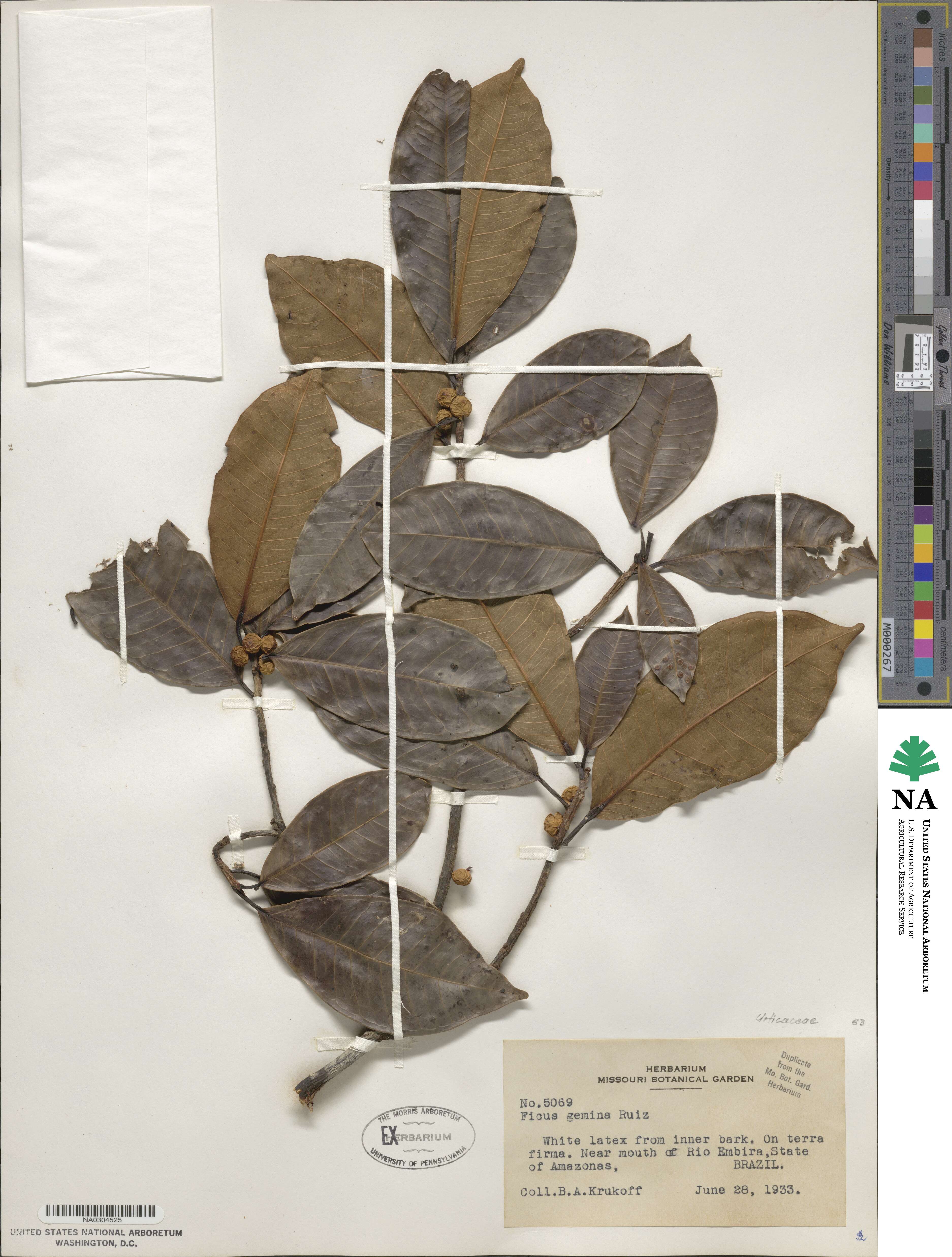 Ficus pertusa image