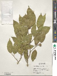 Ficus pertusa image