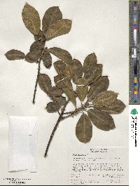 Ficus hartwegii image