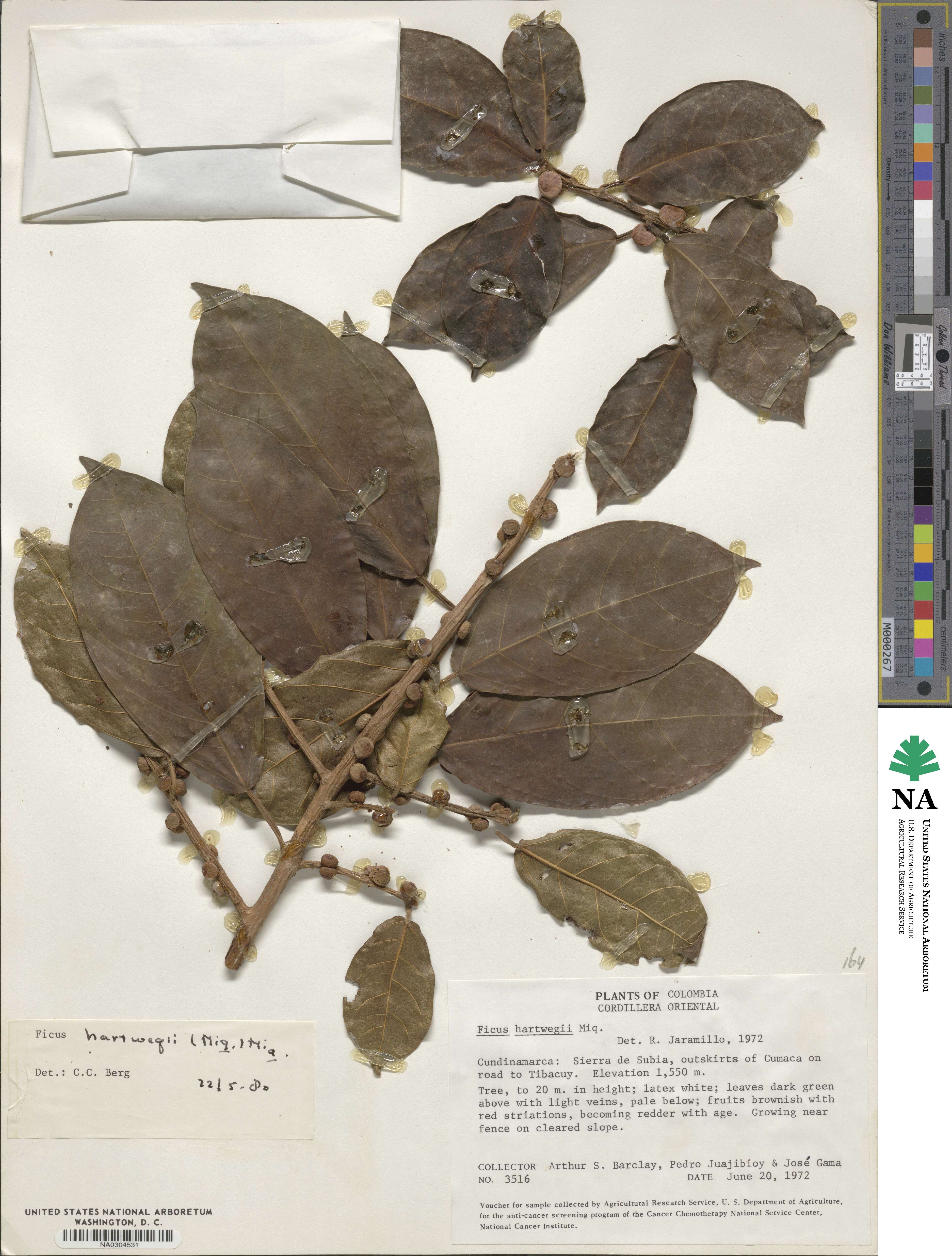 Ficus hartwegii image