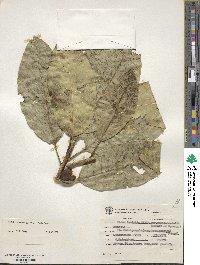 Ficus insipida image