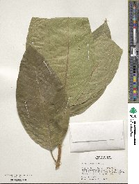 Ficus insipida image