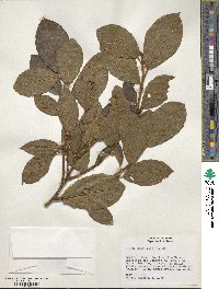 Ficus trigona image