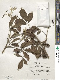 Ficus lyrata image