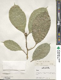 Ficus maxima image