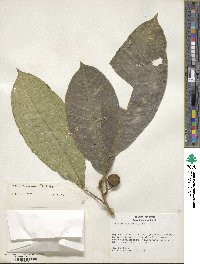 Ficus maxima image