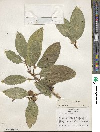 Ficus maxima image