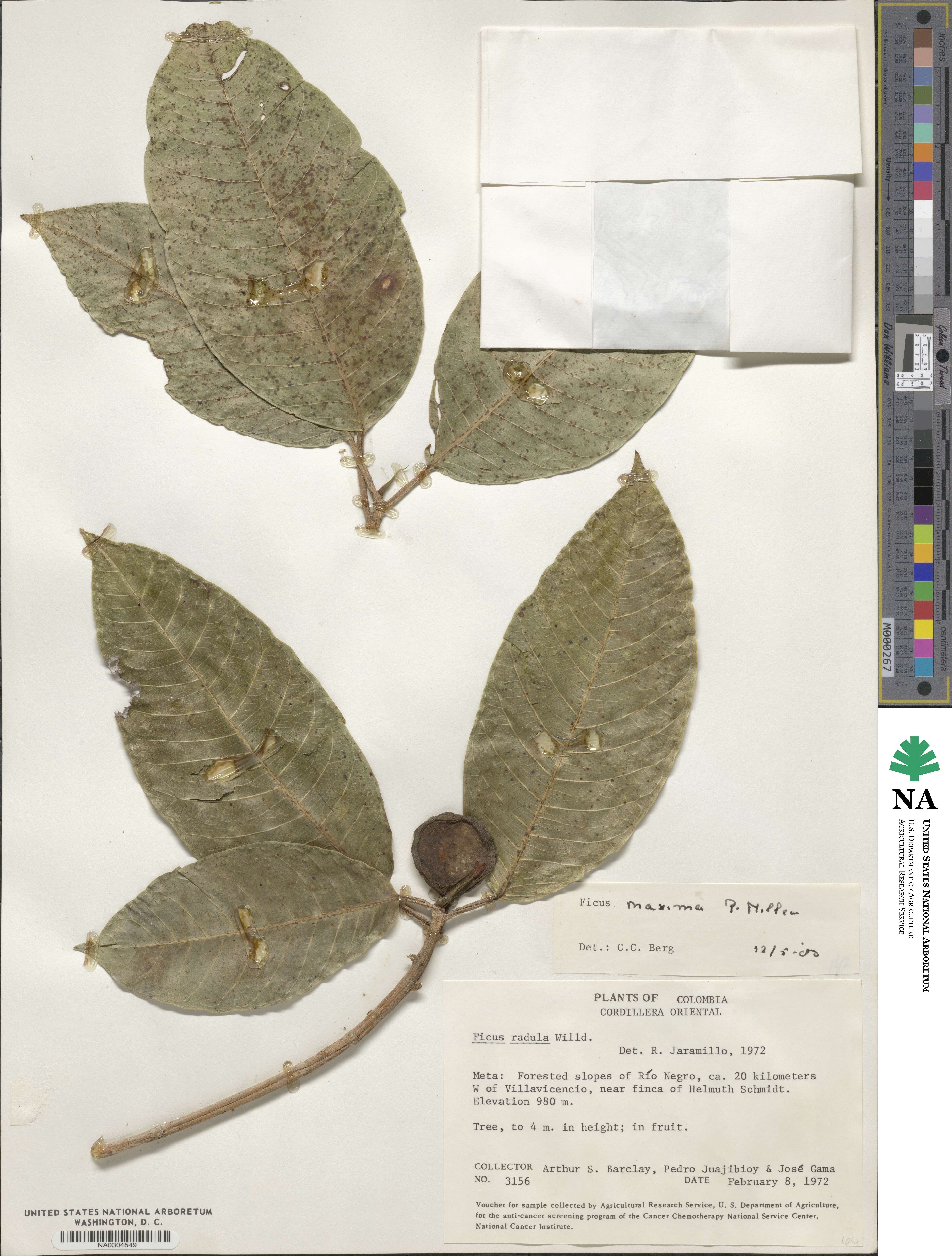 Ficus maxima image