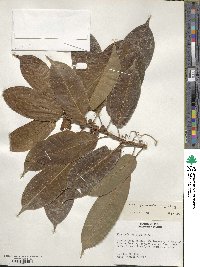 Ficus paraensis image