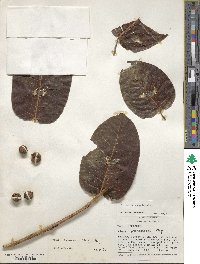 Ficus paraensis image