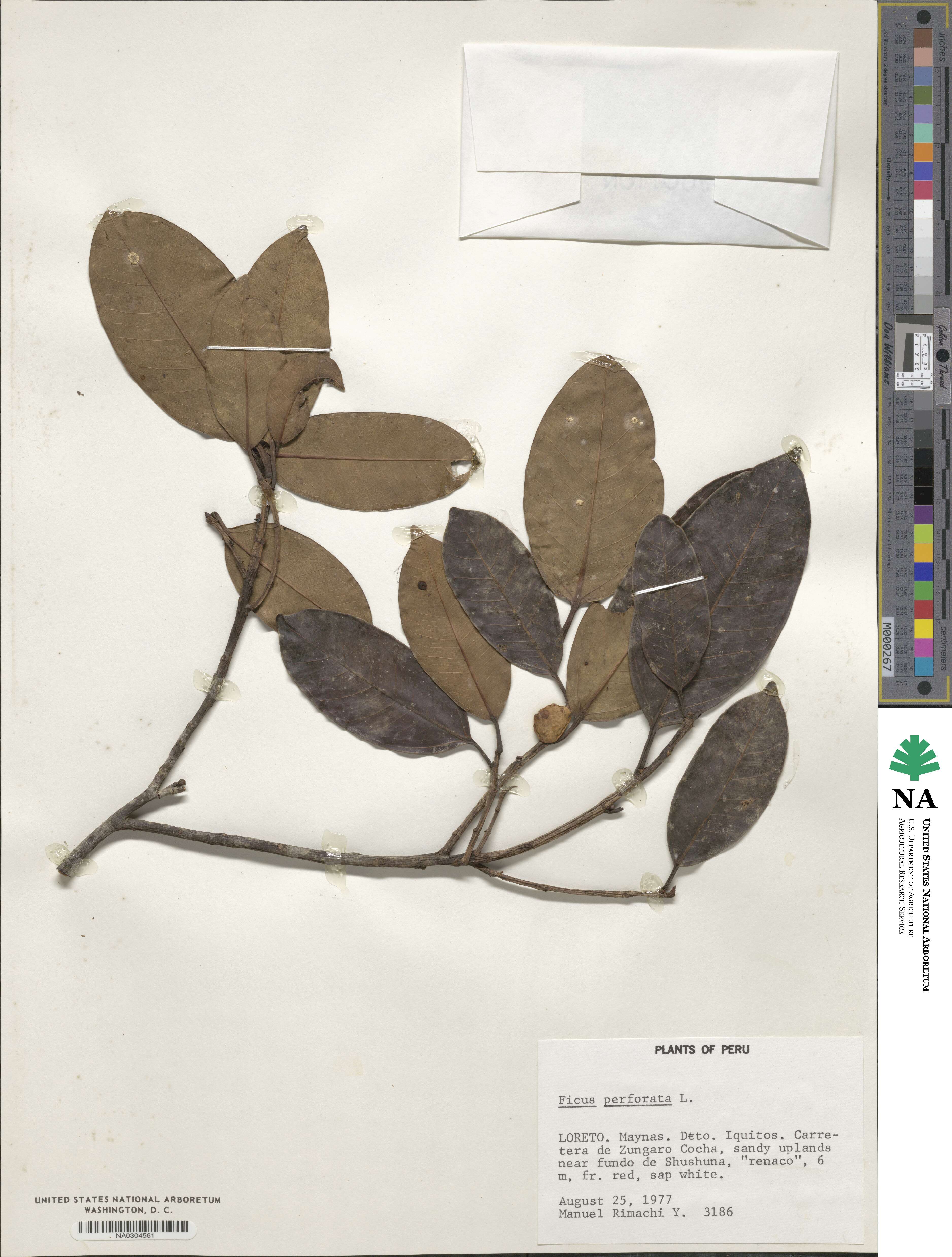 Ficus perforata image