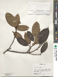 Ficus perforata image