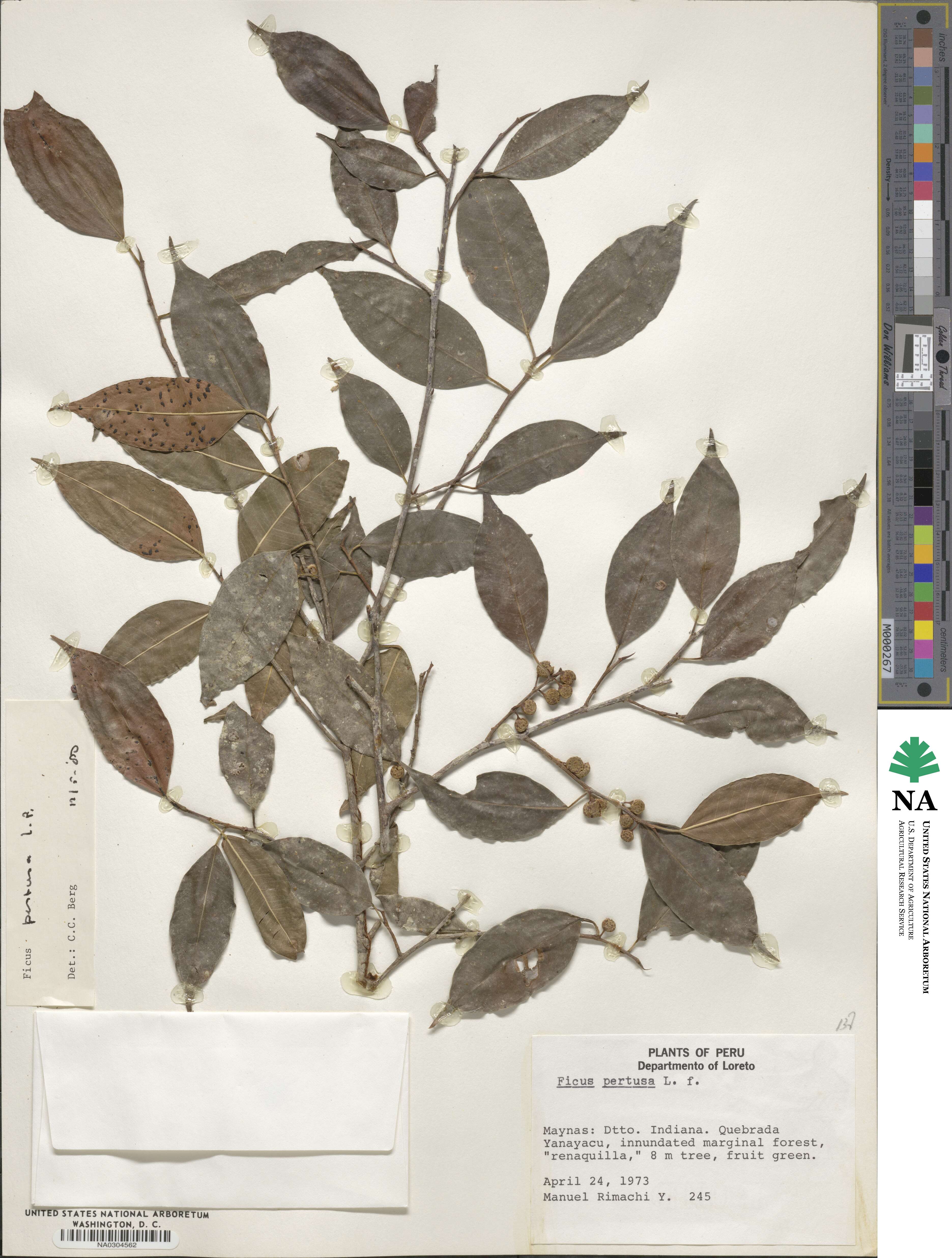 Ficus pertusa image