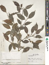 Ficus pertusa image